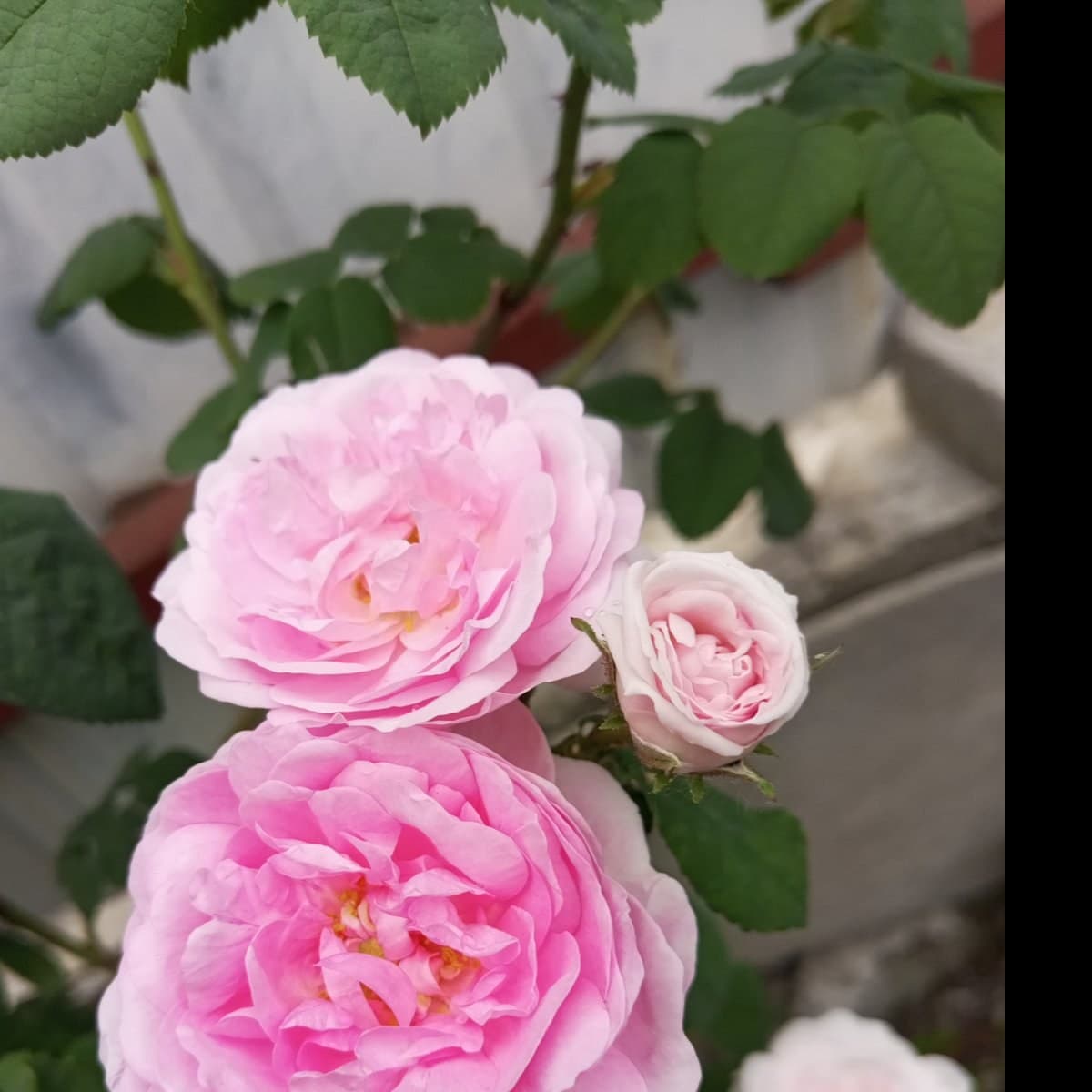 Rose Water
